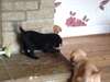Adorables chiots Labrador prêt maintenant - photo 2