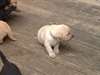 Adorables chiots Labrador prêt maintenant - photo 3