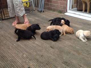 Adorables chiots Labrador prêt maintenant