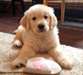 étonnantes chiots Golden Retriever - photo 2