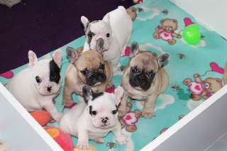 Jolie portée de chiots de type Bouledogue Français