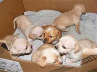 Chihuahua Magnifique Bébé ( types ) non lof