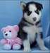 Superbes chiots Husky de Sibérien - photo 1