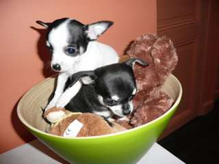 DEUX CHIOTS CHIHUAHUA A POIL COURT A DONNER