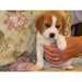 MAGNIFIQUES CHIOTS BEAGLE MALE ET FEMELLE A CEDER - photo 1