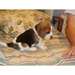 MAGNIFIQUES CHIOTS BEAGLE MALE ET FEMELLE A CEDER - photo 2