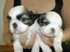 ADORABLE CHIOTS SHIH TZU A CEDER CONTRE BON SOIN - photo 2