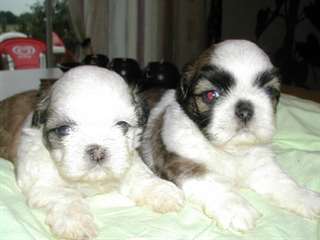 ADORABLE CHIOTS SHIH TZU A CEDER CONTRE BON SOIN