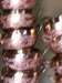 scultage copper - photo 2