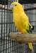 perroquet  conure dorée  a  donner - photo 1