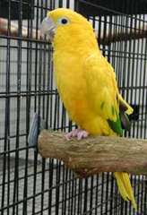 perroquet  conure dor&#233;e  a  donner