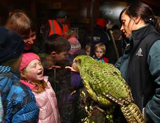 tres rare perroquet kakapo disponible gratuitement