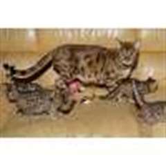 Disponibles d&#232;s &#224; pr&#233;sent chatons type Bengale