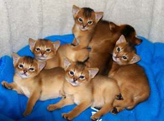 chatons abyssins &#224; vendre