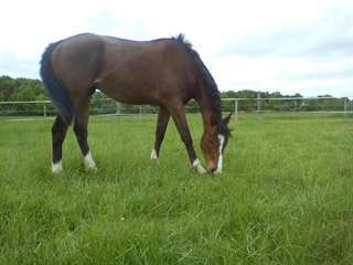 Cheval Pure Sang Anglais