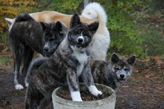 A réserver chiots akita américain lof