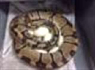 Avez-8 python normale prouv&#233; femelles