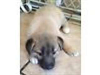 Berger allemand / Husky sibérien mélanger vieux 8w