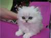 Je donne Chaton persan chinchilla femelle non lof - photo 1