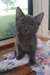 doux chatons  bleue russe male &amp; femelle - photo 1