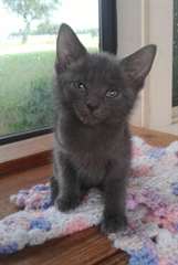 doux chatons  bleue russe male &amp; femelle