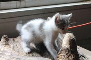 doux chatons poils court americain  male &amp; femelle