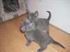 doux chatons  bleue russe male &amp; femelle - photo 1