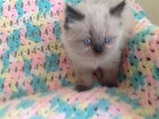 doux chatons himalayan  male &amp; femelle