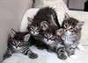 Disponibles chatons sibérien lof - photo 1