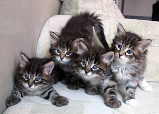 Disponibles chatons sibérien lof