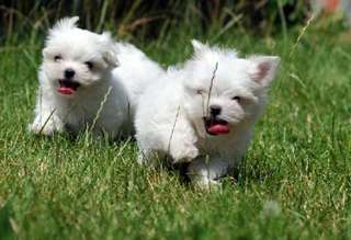 magnifiques b&#233;b&#233;s Bichons Maltais