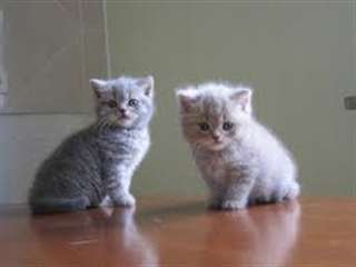 Adorables b&#233;bes british longhair disponibles.