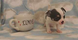 manifiques chihuahua male&amp; femelle
