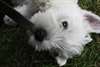 a donné westies - photo 2
