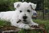 a donné westies - photo 3