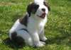 manifiques chiots saint bernard pug male&amp; femelle - photo 1