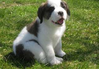 manifiques chiots saint bernard pug male&amp; femelle