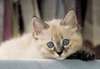Bobtail américain chaton - photo 1