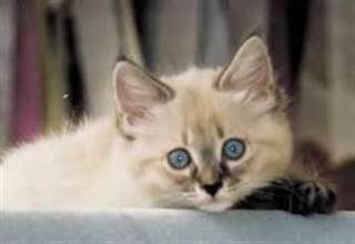 Bobtail américain chaton