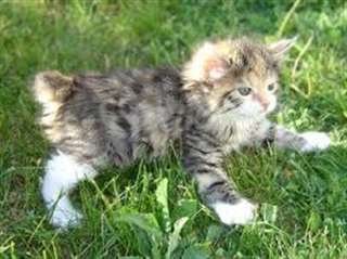 Adorable chatons Bobtail des Kouriles