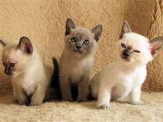 Burmese adorable chaton