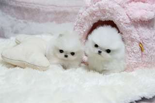 Chiots  pomeranien