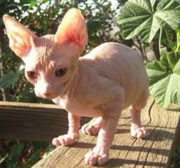 Chatons Sphynx prêts pour l'adoption