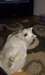 RECHERCHE mâle samoyede pure - photo 1