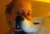RECHERCHE mâle samoyede pure - photo 2