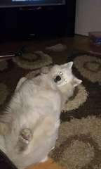 RECHERCHE mâle samoyede pure