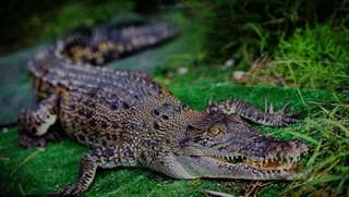 Le crocodile d'eau salée