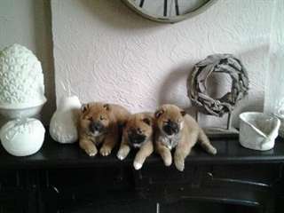 Magnifique portée de chiots Shiba-inu