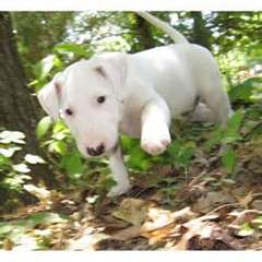 Chiots bull terrier a reserv&#233;