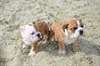 Chiots bouledogue Anglais - photo 2